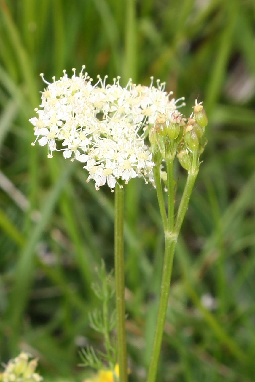 Meum athamanticum / Finocchiella